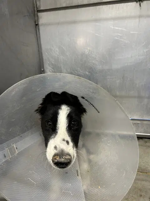 Benny - Border Collie