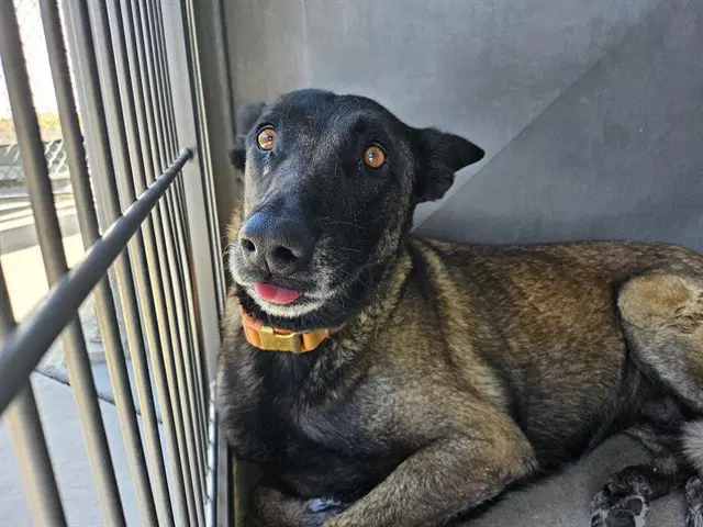 Dog - Belgian Shepherd Malinois
