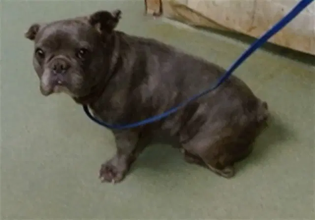 Ghost - French Bulldog