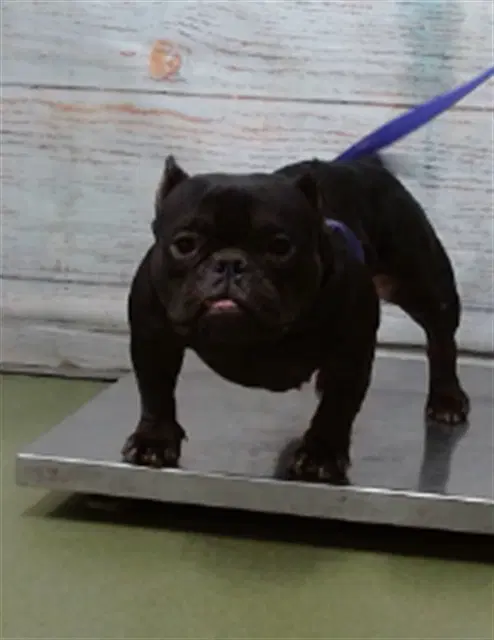Bingus - Bulldog