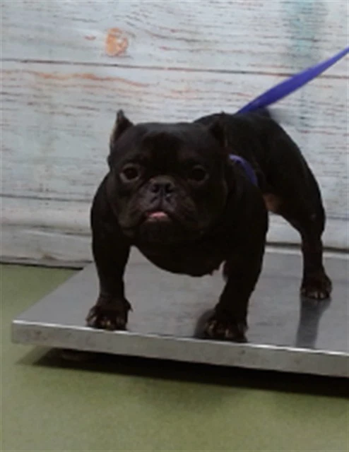 Bingus