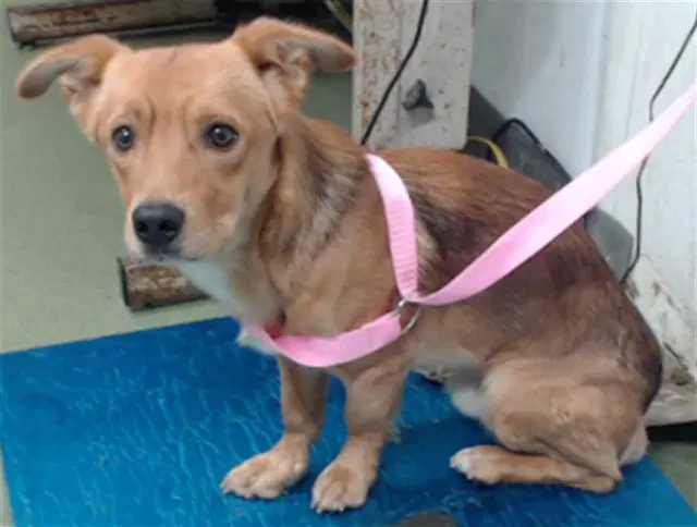 Mason - Dachshund