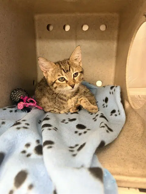 Sundae - Domestic Short Hair