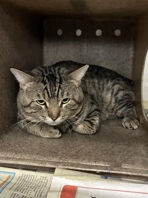 Tiger - Domestic Short Hair