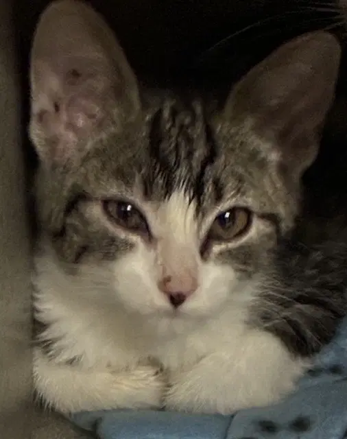 Dunkin - Domestic Short Hair