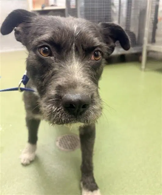 Fiona - Terrier