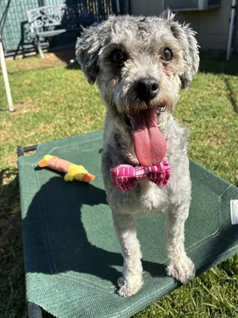 Helga - Miniature Schnauzer