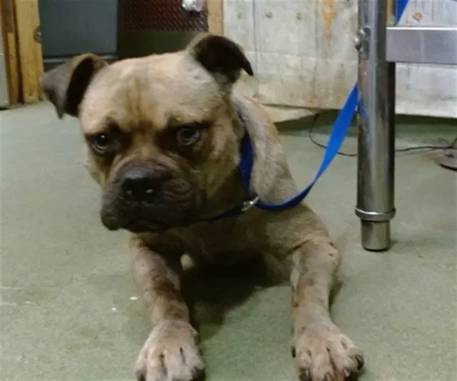 Henry - Pug