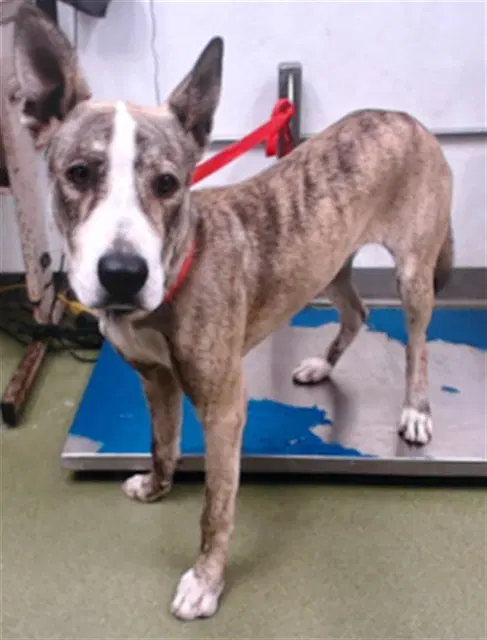 Vega - Pit Bull Terrier