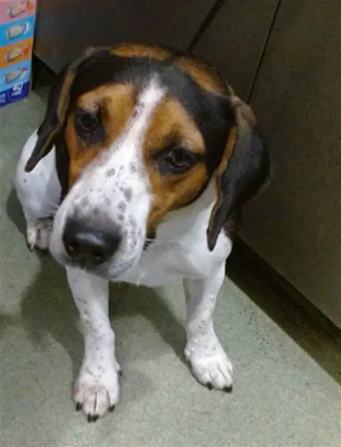 Duke - Beagle