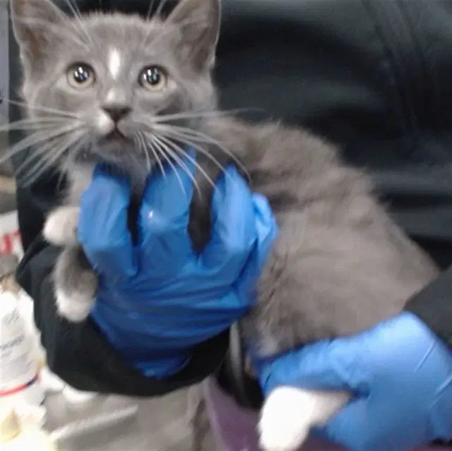 Sox - Domestic Short Hair