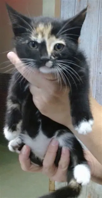 Sandals - Domestic Short Hair