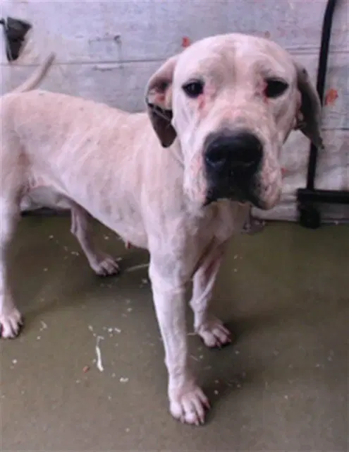 Juliette - Dogo Argentino