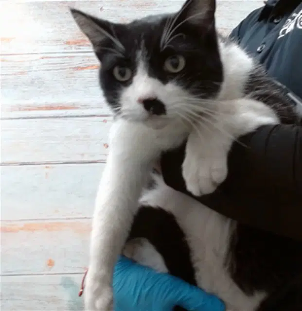 Mr Green - Domestic Short Hair