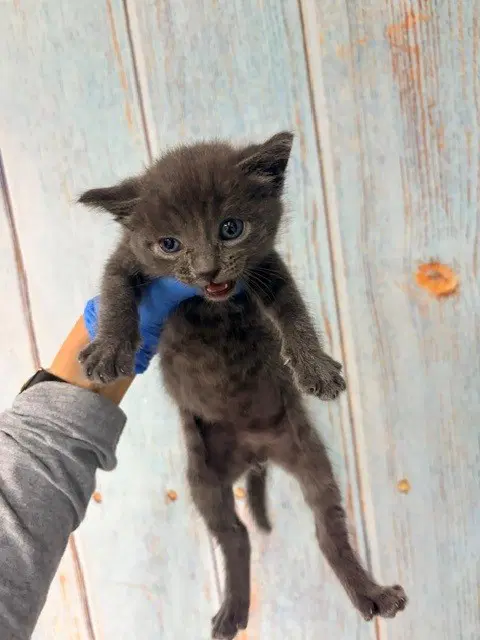 Edward Scissorhands - Domestic Short Hair