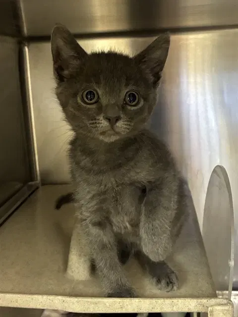 Edward Scissorhands - Domestic Short Hair