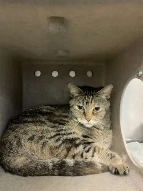 Umber - Domestic Short Hair