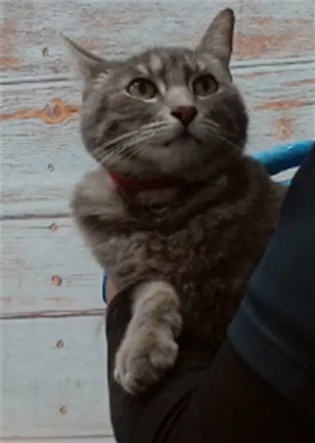 Ms Silver - Domestic Short Hair
