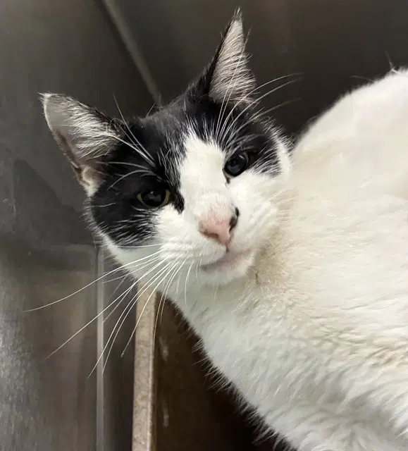 Bao - Domestic Short Hair
