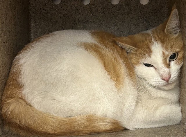 MARMALADE