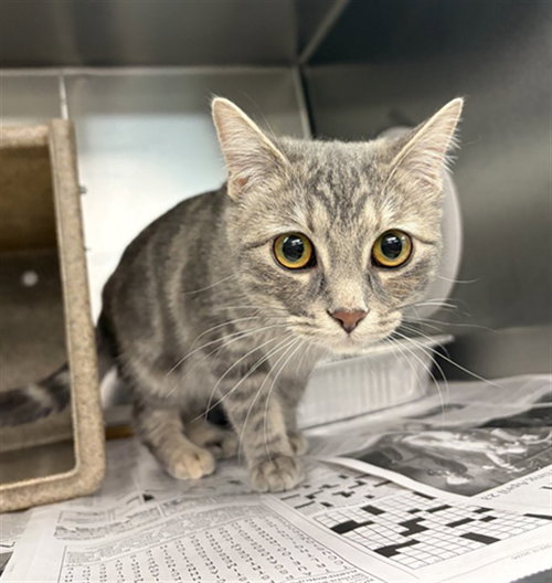 Honey, Domestic Short Hair (medium coat)