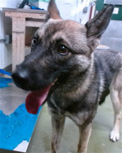 Roxy, German Shepherd Dog / Mixed (medium coat)