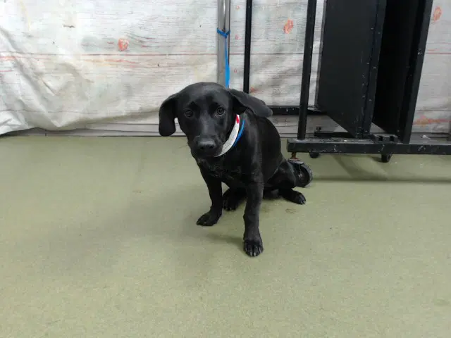 Mary - Dachshund