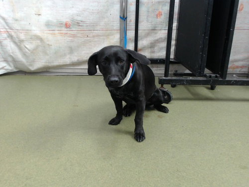 Mary, Dachshund / Mixed (medium coat)