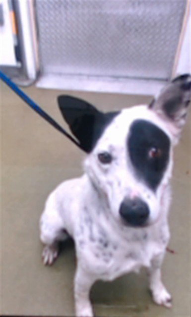 Mac, Australian Cattle Dog/Blue Heeler (medium coat)