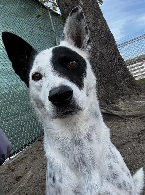 Mac - Australian Cattle Dog/Blue Heeler