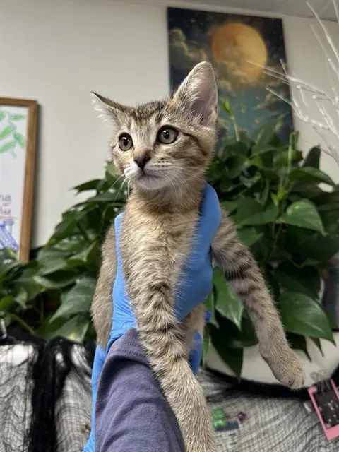 Peach - Domestic Short Hair