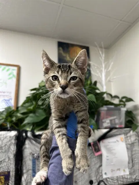 Mango - Domestic Short Hair