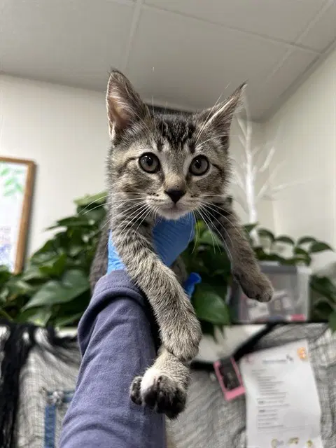 Kiwi - Domestic Short Hair