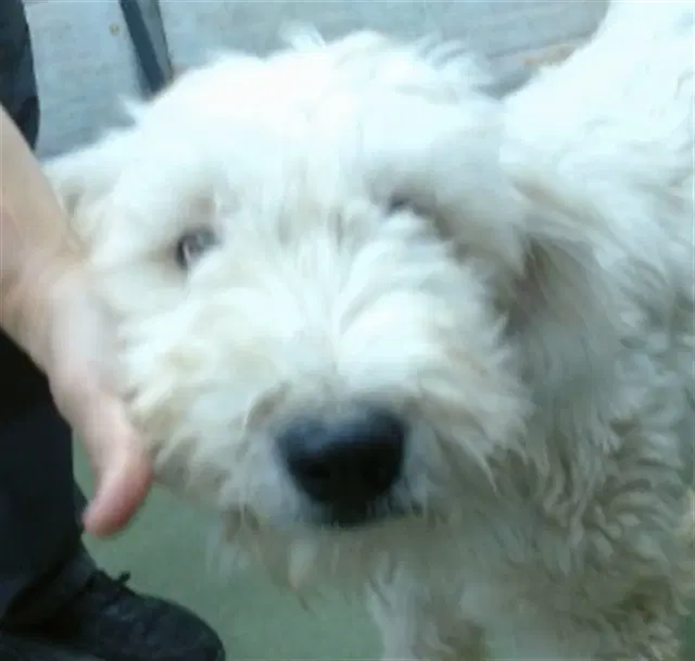 Fifi - Poodle (Standard)