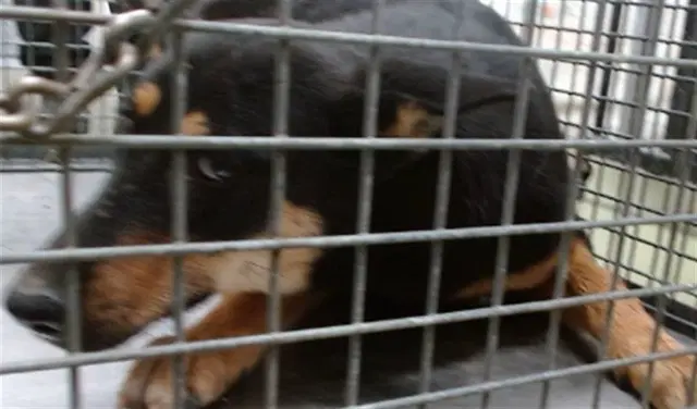 Betty - German Shepherd Dog