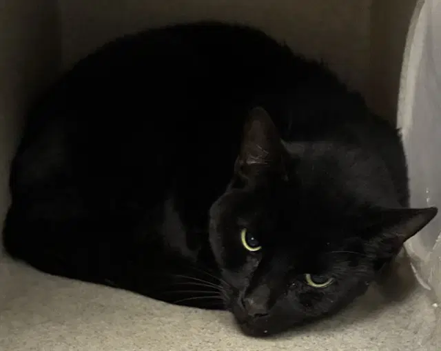 Susie - Domestic Short Hair