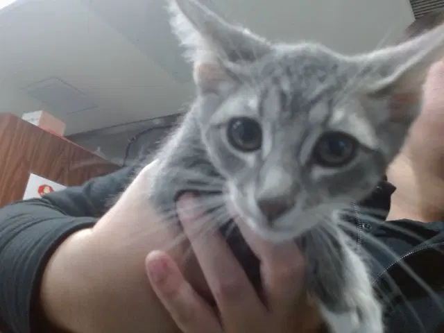 Mario - Domestic Short Hair