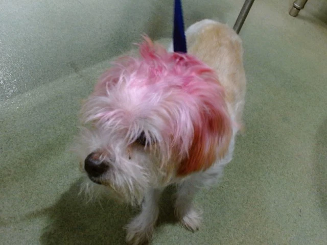 Mister Pink