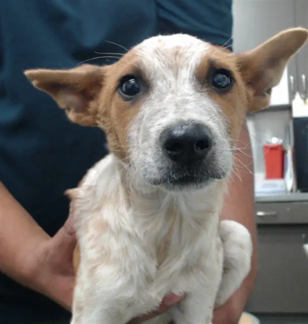 Bill - Australian Cattle Dog/Blue Heeler