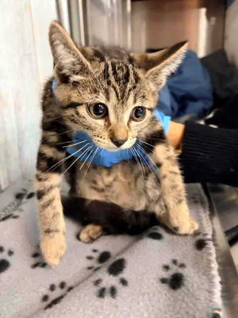 Elizapoblano - Domestic Short Hair