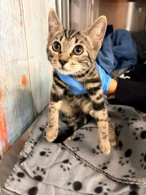 Angelicatabasco - Domestic Short Hair
