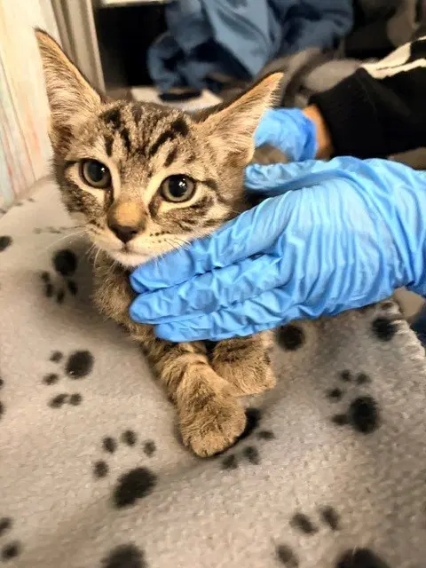 Georgealeppo - Domestic Short Hair