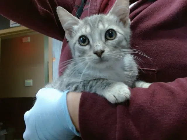 Tiana - Domestic Short Hair
