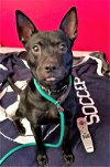 adoptable Dog in rockaway, NJ named Diamond Beaufort
