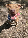 Sampson (Sperry Lonestar)