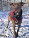 Sampson (Sperry Lonestar)