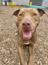 Sampson (Sperry Lonestar)