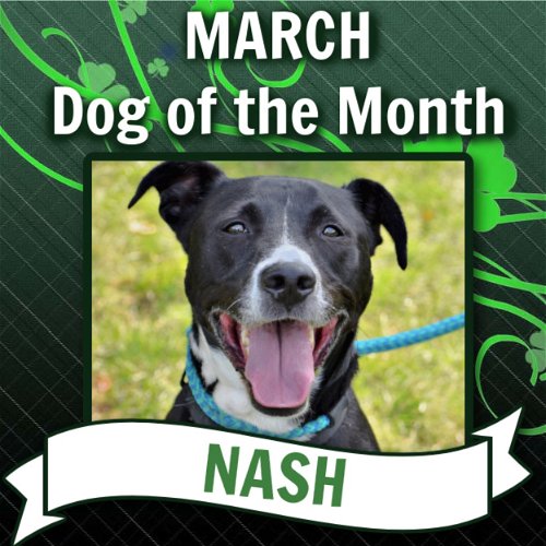 Nash (Chip Lonestar)
