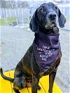 adoptable Dog in rockaway, NJ named Stanley Martin Steele