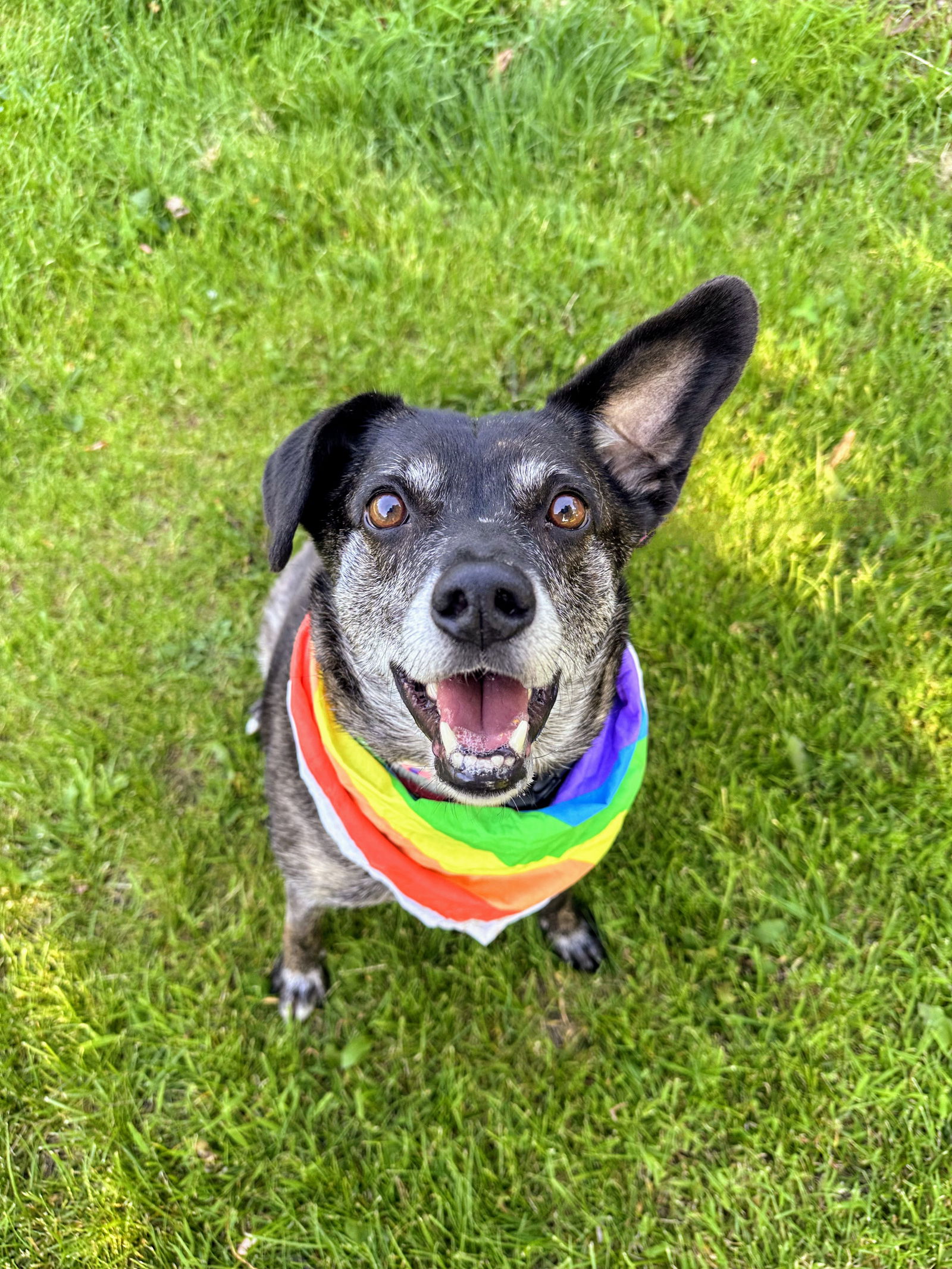 adoptable Dog in Rockaway, NJ named Ollie (Noah) Alabama